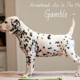 Gamble - White and black Dalmatian puppy in Cleveland, Texas from Arrowhead Dalmatians