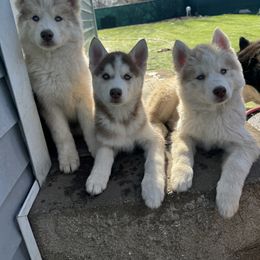 Siberian Husky Puppies from Young Orchard Siberians