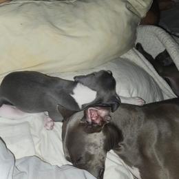 Italian Greyhound Puppies from Fisher Link