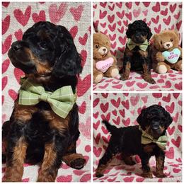 Alladin - Phantom male Poodle puppy in Elma, Washington from Joyful Paw Poodles
