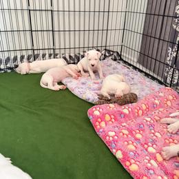 Dogo Argentino Puppies from Casa de la Bahia