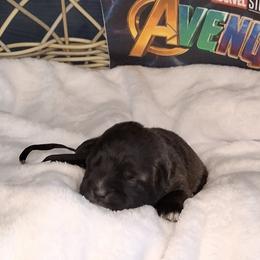 Natasha - Black female Schnoodle puppy in Novinger, Missouri from Stormi Sky Schnoodles