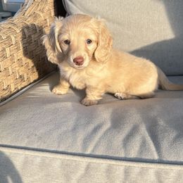 Dachshund Puppies from Boujee Dachshunds