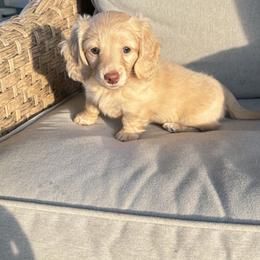 Dachshund Puppies from Boujee Dachshunds
