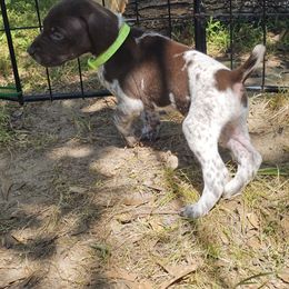 Boy 4 - Liver and white German Shorthaired Pointer puppy in Henderson, Texas from C4 Gun Dogs