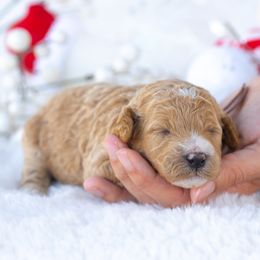 Lilly - Apricot female Poodle puppy in Fort Myers, Florida from Blossom Paws