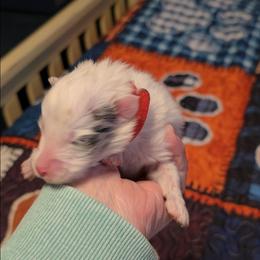 Baby boy 1 - White blue merle and tan male Shetland Sheepdog puppy in Marshall, North Carolina from Small World Shelties
