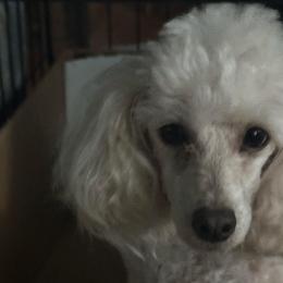 Felicity - Poodle