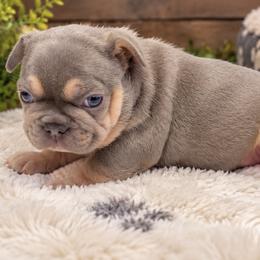 Chia - Tricolors female French Bulldog puppy in Bell Gardens, California from G bulldogs