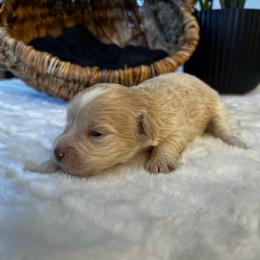 Hera - Wheaten female Miniature Schnauzer puppy in Menifee, California from Moonshine’s Minis
