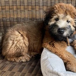 Soft Coated Wheaten Terriers from Bavaria Hills Wheatens