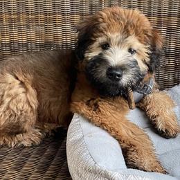 Soft Coated Wheaten Terriers from Bavaria Hills Wheatens