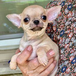 Anna - Fawn female Chihuahua puppy in Allentown, Pennsylvania from Tsunami Cockers & Chihuahuas