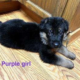 Girl 1 - Black and red female German Shepherd puppy in Puyallup, Washington from Majestic Royal German Shepherd’s