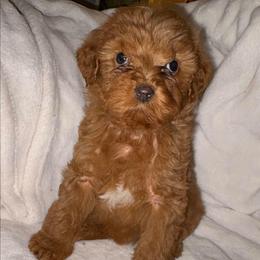 Girl 2 - Red  female Goldendoodle puppy in Holly, Colorado from Vida’s Loving Doodles