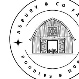 Bernedoodles from Asbury & Co Farms