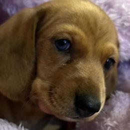 Dachshunds from Daschund Pups