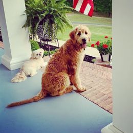 Goldendoodle Puppies from NettyDoodles