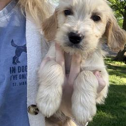 Aussiedoodle and Goldendoodle Puppies from Classic City Doodles