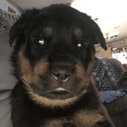 Boy 8 - Rottweiler puppy in Newport Center, Vermont from Rosalyn's Rottweilers
