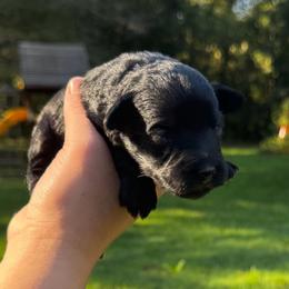 Maple Mini ESA therapy lines possible blue eyes - Black female Schnoodle puppy in Temple, Texas from Schnauzers Of Taylor