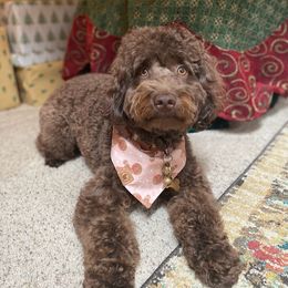 Noelle - Goldendoodle
