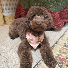 Noelle - Goldendoodle