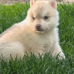 Spade - Red and white female Siberian Husky puppy in Wisconsin from Liberty Siberians