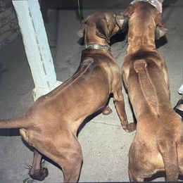 Rhodesian Ridgeback puppies from Nextgen