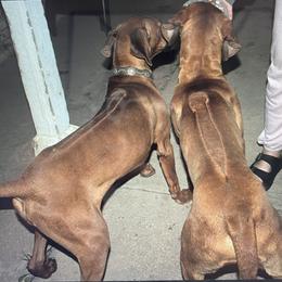 Rhodesian Ridgeback puppies from Nextgen