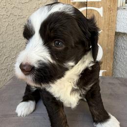 Girl 2 - Chocolate female Australian Labradoodle puppy in Sacramento, California from Delta Breeze Labradoodles