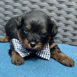 Little Bit - Black and tan male Havapoo puppy in Loveland, Colorado from Littledoodles2love