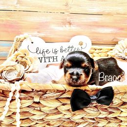 Yorkshire Terrier Puppies from Bragg’s Yorkies