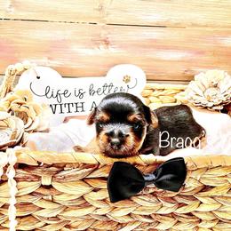 Yorkshire Terrier Puppies from Bragg’s Yorkies