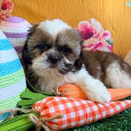 John - Gold and white male Shih Tzu puppy in Hemet, California from Aloha Shih Tzu