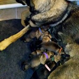 German Shepherd Puppies from Countryside Kennel
