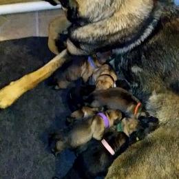 German Shepherd Puppies from Countryside Kennel
