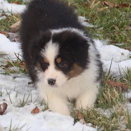Arrow - Black tri-color female Australian Shepherd puppy in Mount Sterling, Ohio from Northern Lights Working Dogs
