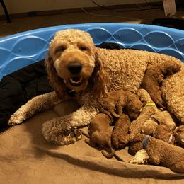 Goldendoodle puppies from Dawnie’s Doodles