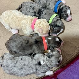 Australian Labradoodle, Bernedoodle, Cavapoo, and Poodle Puppies from Walk with Me Doodles