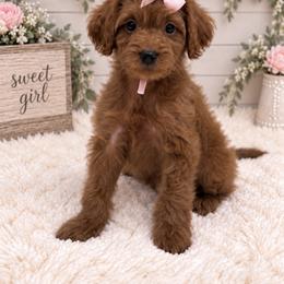 Pink girl - Red female Cavapoo puppy in Waskom, Texas from Pearls & Curls doodles & poodles