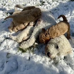 Goldendoodle Puppies from Lykeable Farms