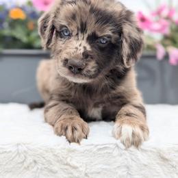 Piper - Red merle female Aussiedoodle puppy in Coulee City, Washington from Mr and Mrs Doodle Farm