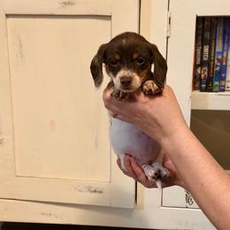 Juliette - Piebald female Dachshund puppy in Silsbee, Texas from The Doxie Den