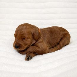 F1B Goldendoodle Coral - Red  female Goldendoodle puppy in Redding, California from Casa Delarosa Collective Poodles & Doodles