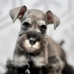 Bear - Salt and pepper male Miniature Schnauzer puppy in Snowflake / Phoenix, Arizona from Snowflake Schnauzers