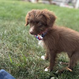 Aussiedoodle, Miniature Australian Shepherd, Poodle, and Toy Australian Shepherd Puppies from Mowry Creek Mini Aussiedoodles and More