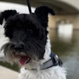 Miniature Schnauzers from Hammond's Mini Schnauzers