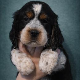 Peach - Tri-Roan female English Springer Spaniel puppy in Florida from Thunderbird Springers