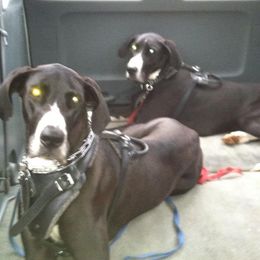 Great Danes from Kwdanes